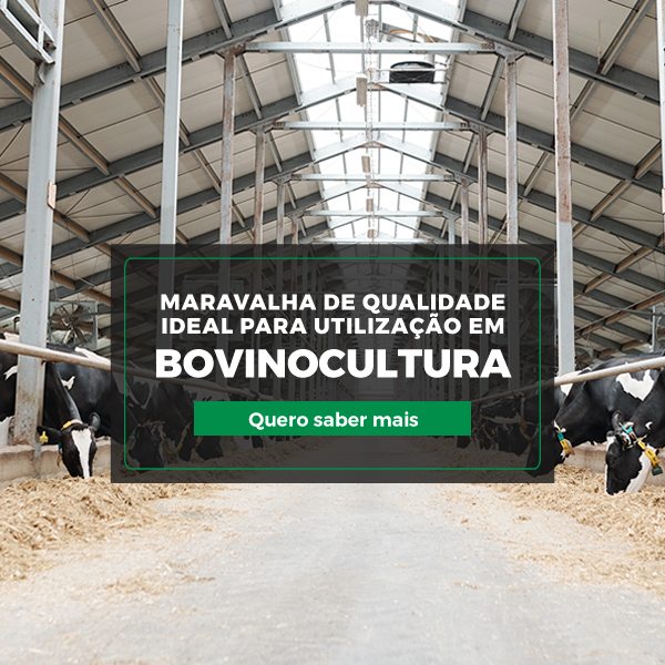 Maravalha de qualidade ideial para utilização em bovinocultura